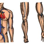 Medical Illustration of Bloodflow