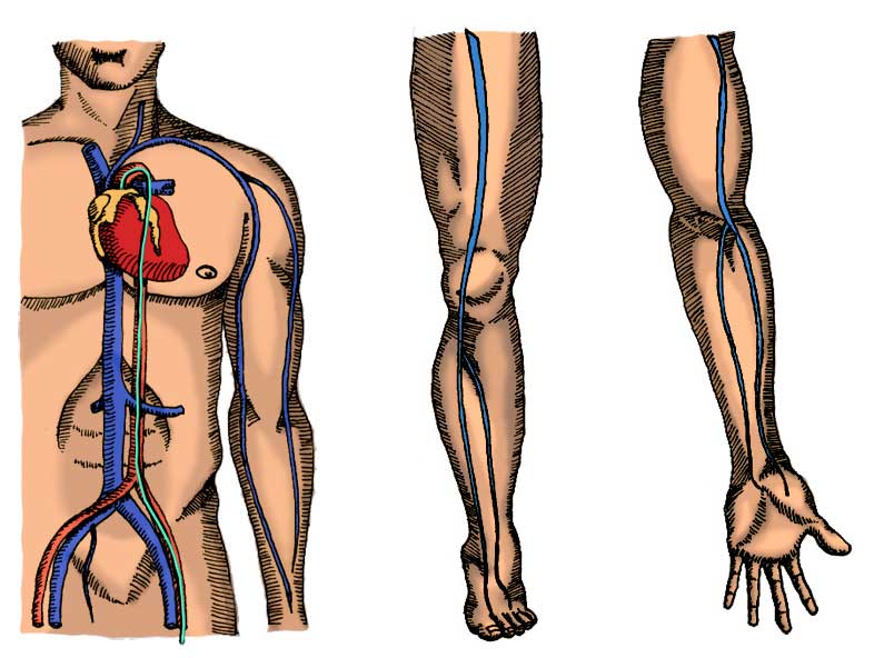Medical Illustration of Bloodflow