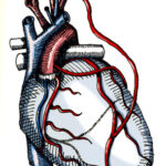Heart