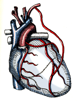 Heart