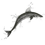 Leaping Fish