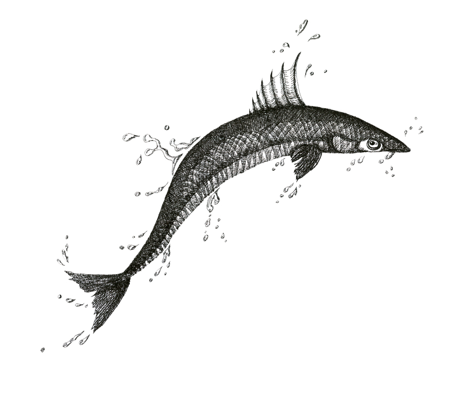 Leaping Fish