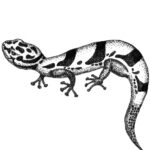 Gecko