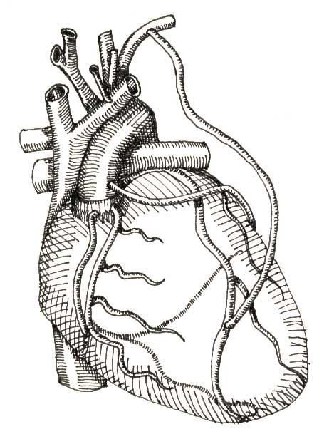Heart
